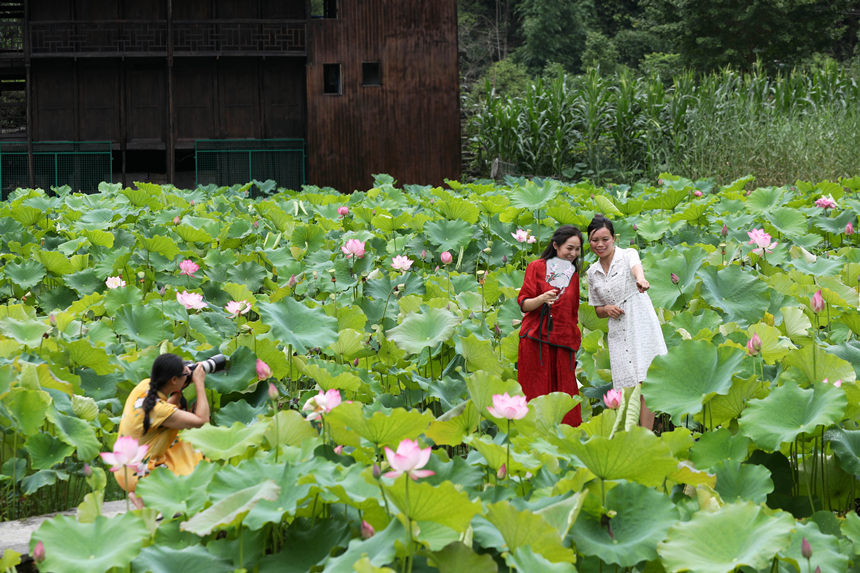 游客在重慶市黔江區(qū)小南海鎮(zhèn)新建村土家十三寨荷田里賞荷花。楊敏攝