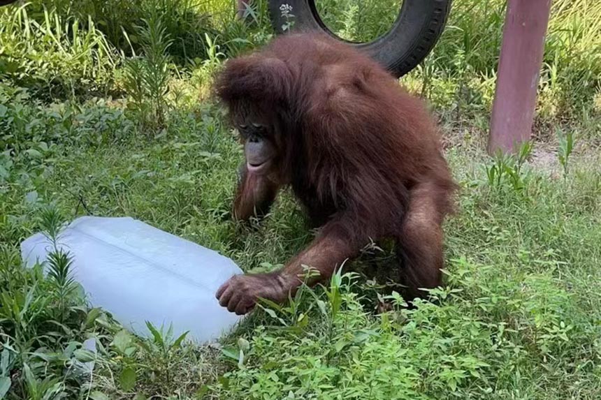 大猩猩用冰塊消暑。重慶動物園供圖