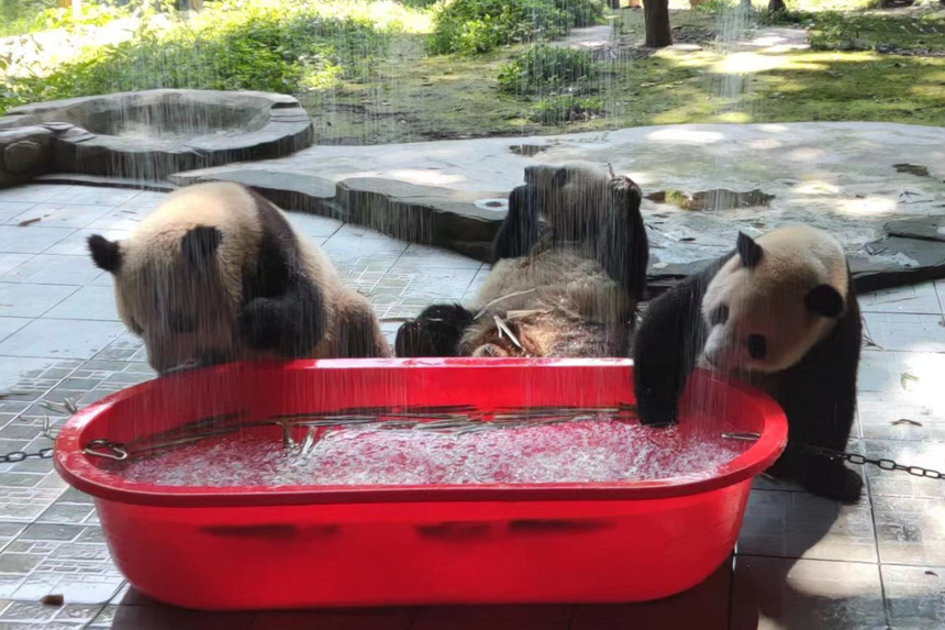 大熊貓戲水消暑。重慶動(dòng)物園供圖