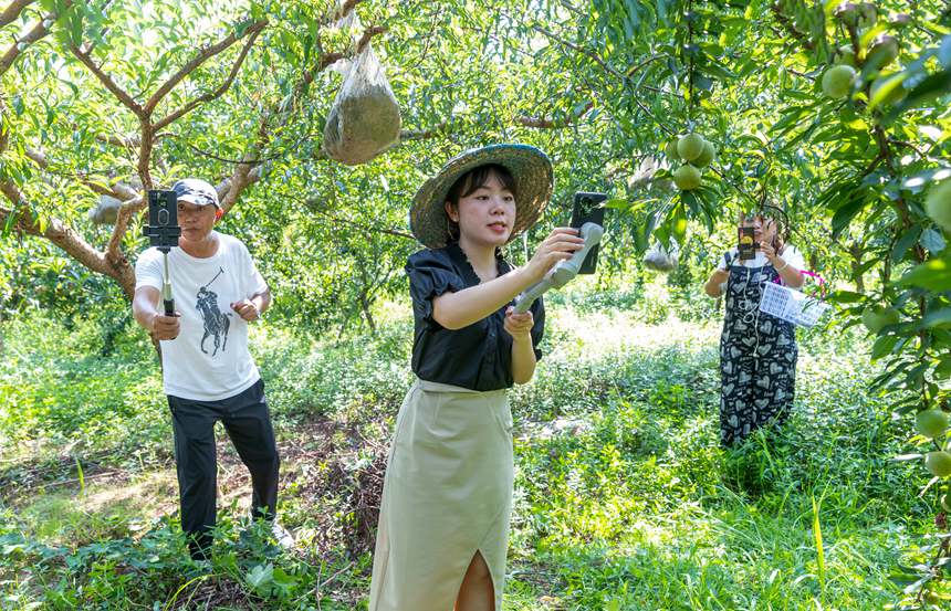 南川區豐巖鄉峰勝果園直播銷售李子。瞿明斌攝