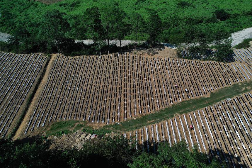 黔江區鵝池鎮方家村牧草種植基地。楊敏攝