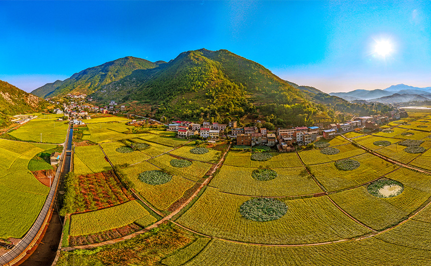 重慶巫山縣廟宇鎮(zhèn)的田野里一片金黃。陳光國攝