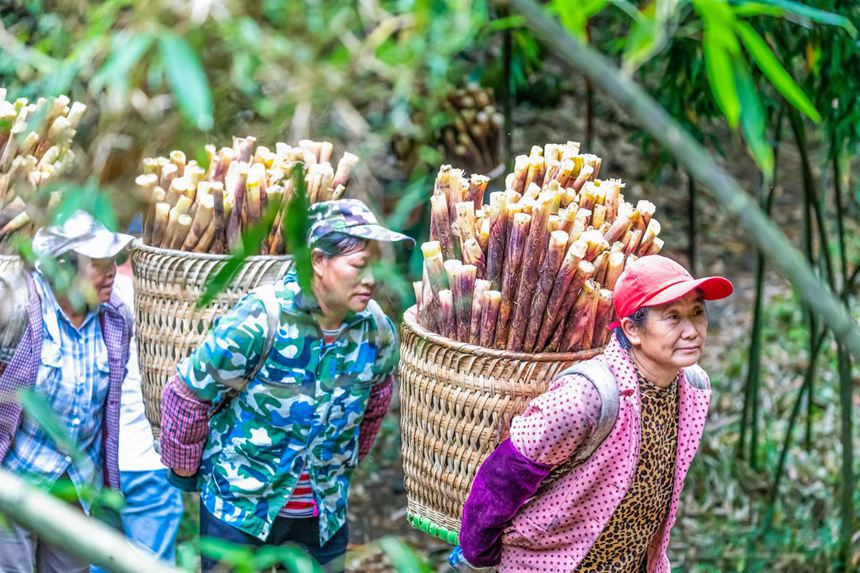 筍農在采摘方竹筍。瞿明斌攝