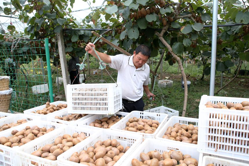 村民在搬運獼猴桃。楊敏攝