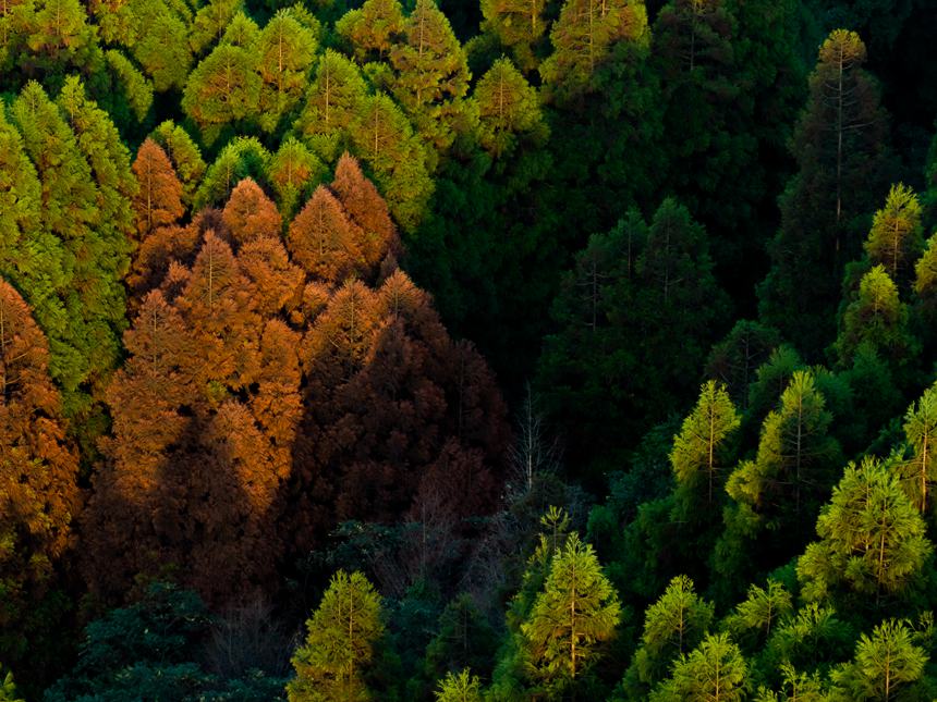 山王坪漫山遍野的柳杉和水杉盡顯秋色。周瑄攝