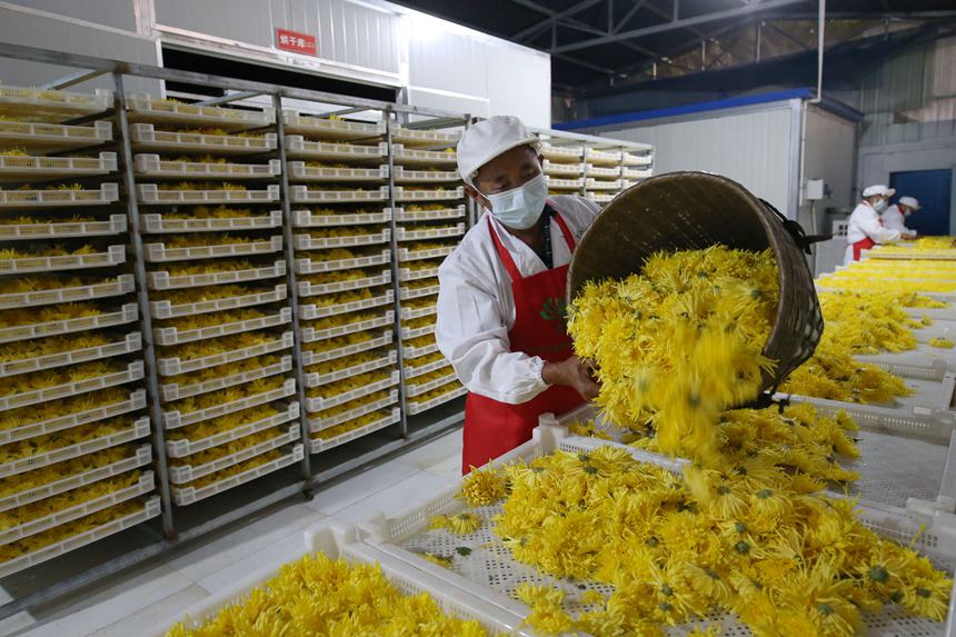 村民正在處理金絲皇菊。楊敏攝