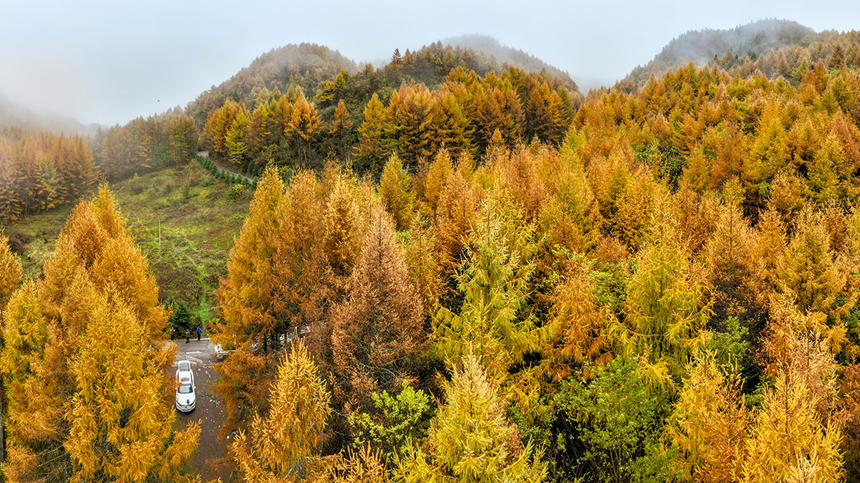 巫山梨子坪秋景。陳光國攝