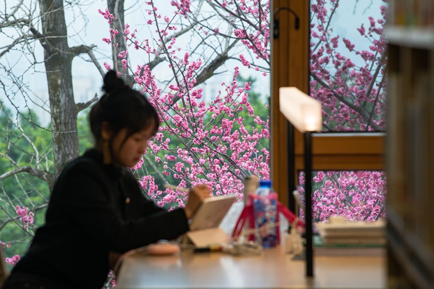 2月16日，重慶江北區圖書館鴻恩寺分館周邊的紅梅競相綻放。鄒樂攝