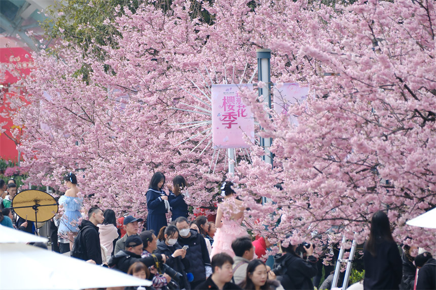 2月24日，南山植物園櫻花競相綻放，吸引不少游客前來賞花游玩。郭旭攝