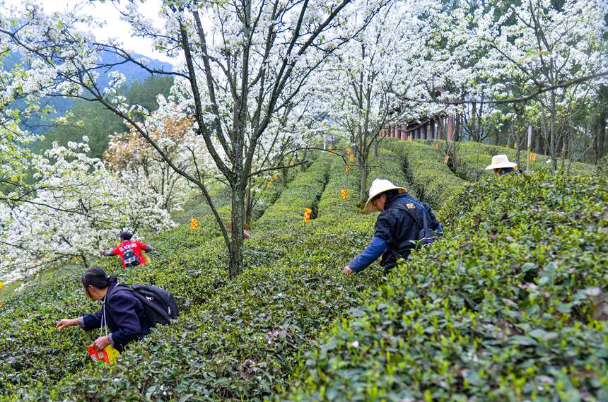 重慶市萬(wàn)州區(qū)長(zhǎng)嶺鎮(zhèn)青石社區(qū)，村民正忙著采摘春茶。付作僑攝