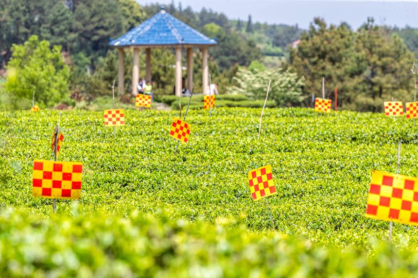 綠色生態茶園穿上了“花衣”。瞿明斌攝