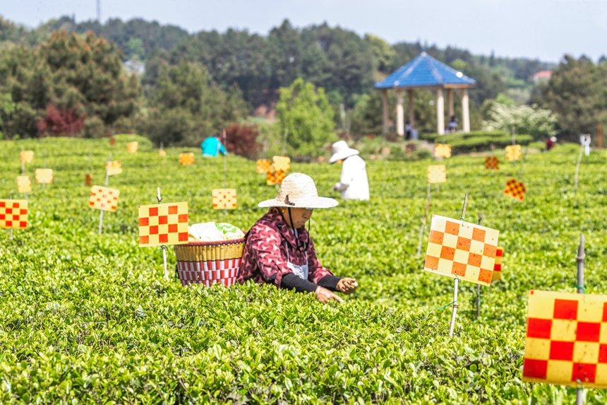 綠色生態茶園穿上了“花衣”。瞿明斌攝