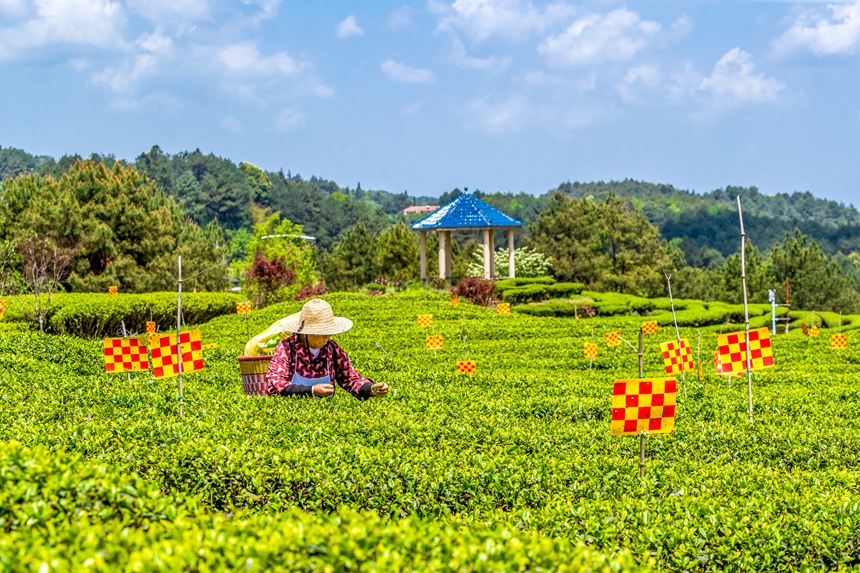 綠色生態茶園穿上了“花衣”。瞿明斌攝