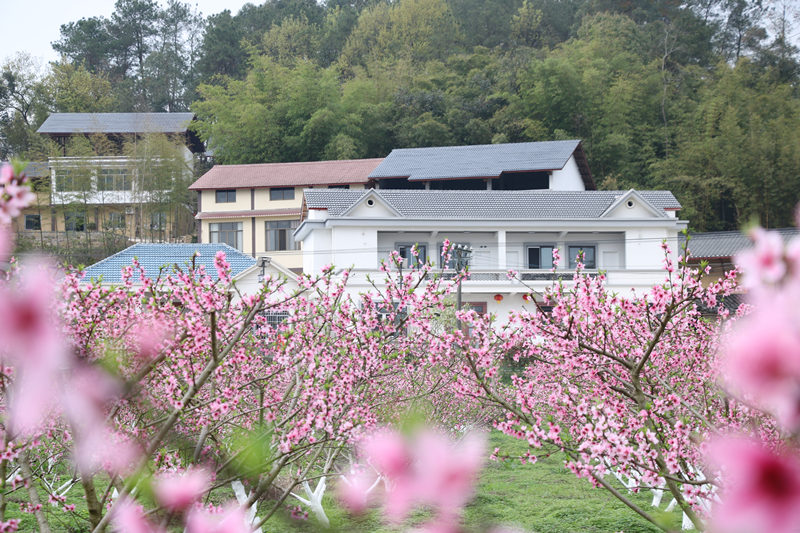 銅梁區(qū)圍龍鎮(zhèn)桃花盛開。張捍攝